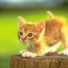 avatarki_youloveit_ru_cat_137.jpg