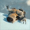 11.gif