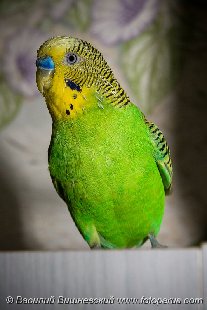 2006_1223Melopsittacus_undulatus1051.jpg