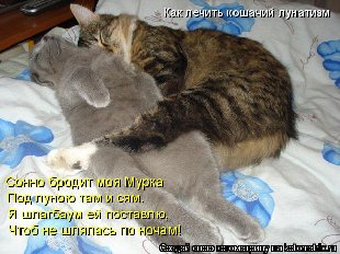 4кот.jpg
