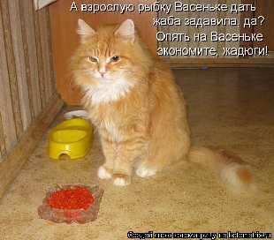 3кот.jpg