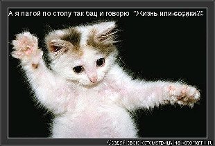 5кот.jpg