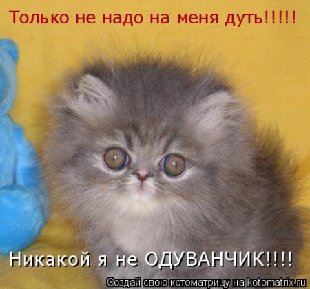 1кот.jpg