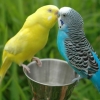 avatarki_youloveit_ru_parrot_18.jpg
