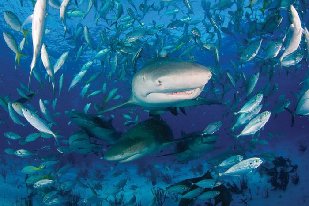 1296775185_shark.jpg