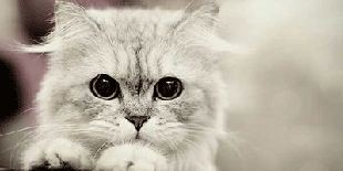 4qQ81MwQ.gif