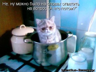 2кот.jpg
