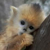 avatarki_youloveit_ru_monkey_28.jpg