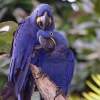 avatarki_youloveit_ru_parrot_04.jpg
