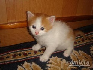  (лицо).jpg